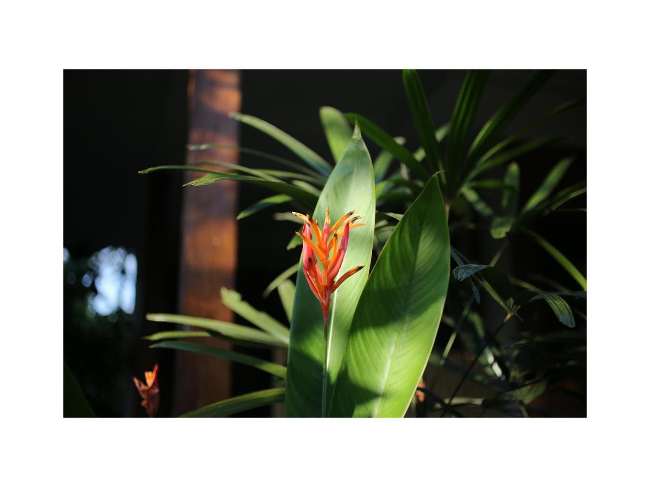 In Da Garden Appartement Ubud Buitenkant foto